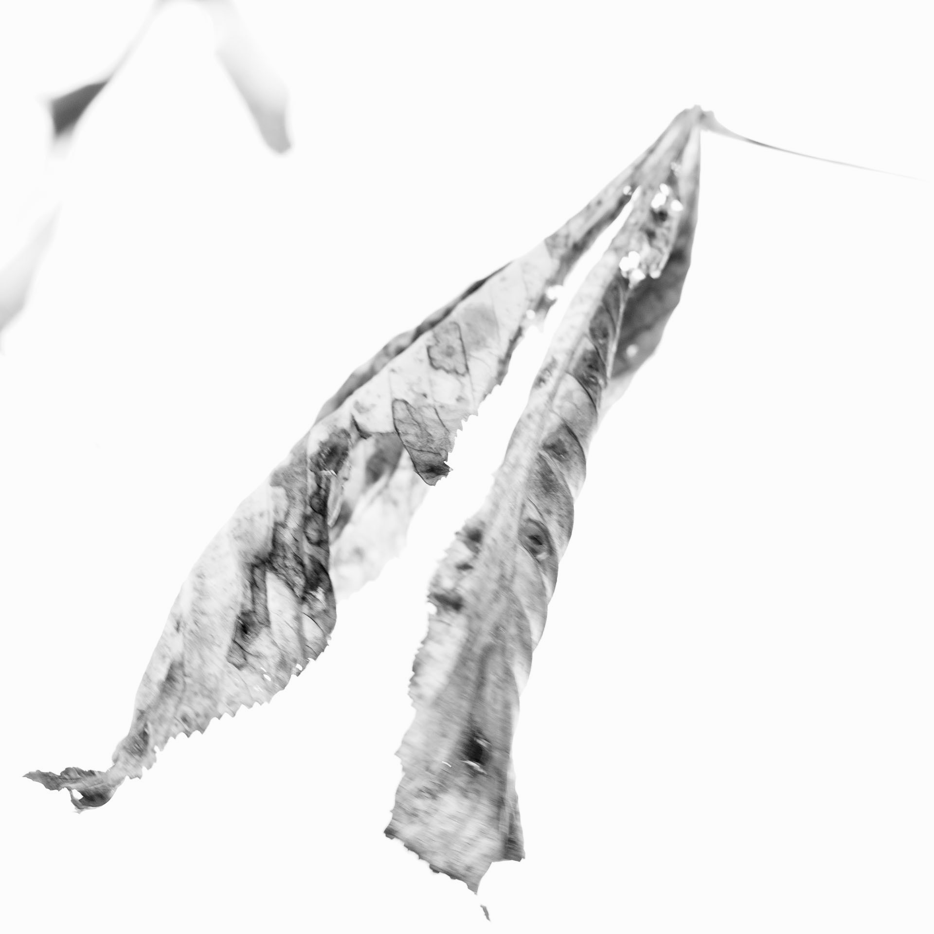 Natasha Vassilieff - petite-feuille 01