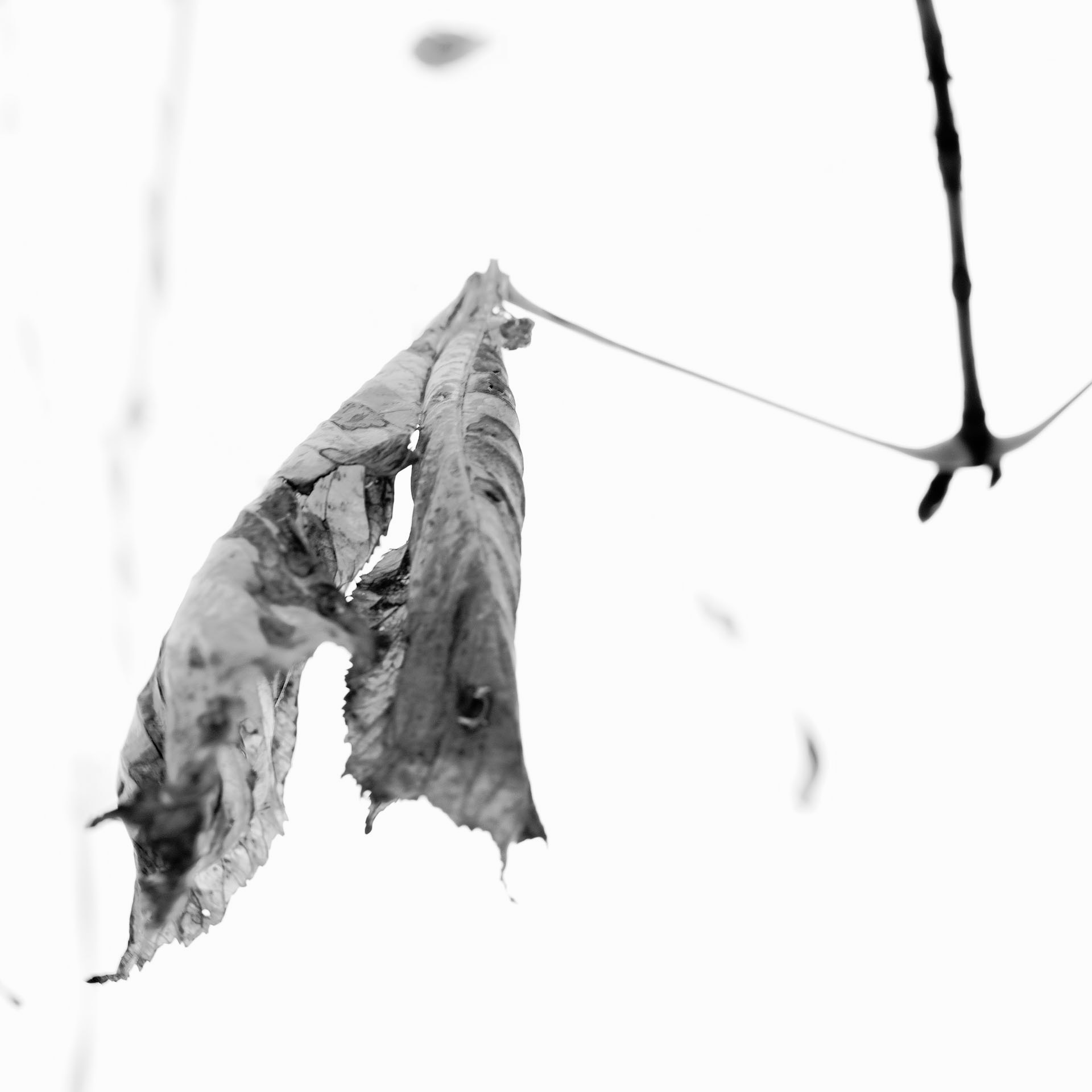 Natasha Vassilieff - petite-feuille 02